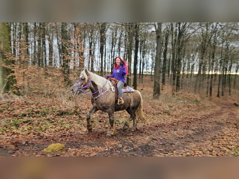Autres chevaux de trait Hongre 4 Ans 156 cm Alezan brûlé in Linkenbach