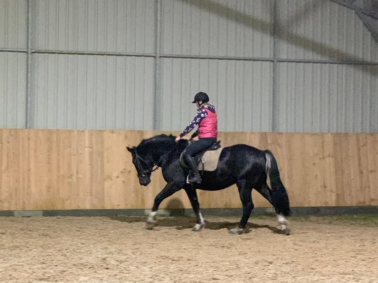 Autres chevaux de trait Croisé Hongre 4 Ans 157 cm Noir in Chelmno