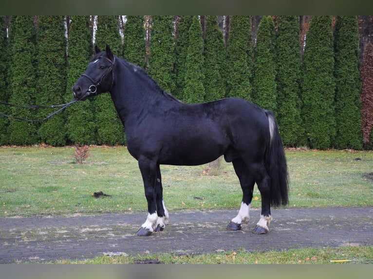 Autres chevaux de trait Croisé Hongre 4 Ans 157 cm Noir in Chelmno