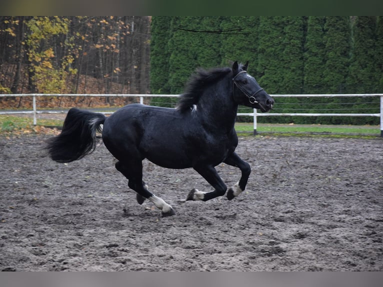 Autres chevaux de trait Croisé Hongre 4 Ans 157 cm Noir in Chelmno