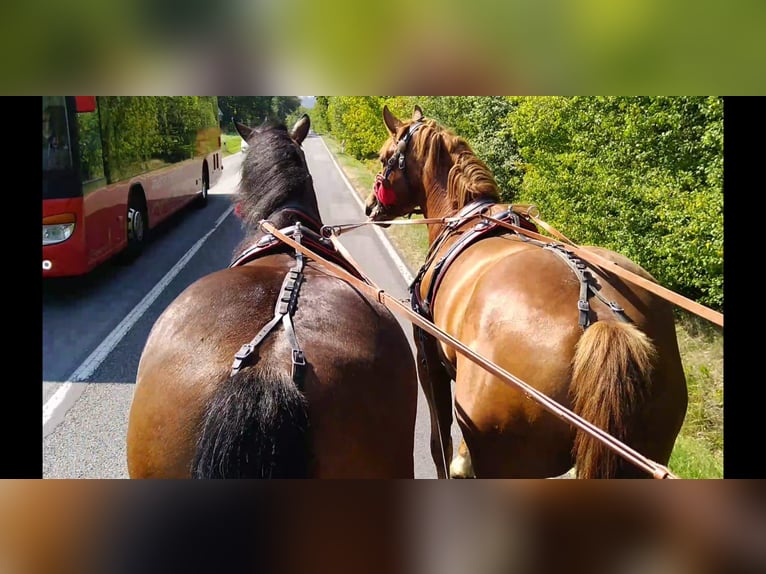 Autres chevaux de trait Hongre 4 Ans 160 cm Bai in Kamenz