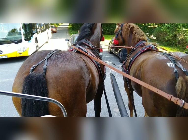 Autres chevaux de trait Hongre 4 Ans 160 cm Bai in Kamenz