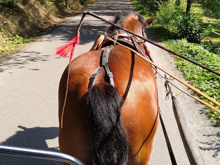 Autres chevaux de trait Hongre 4 Ans 160 cm Bai in Kamenz