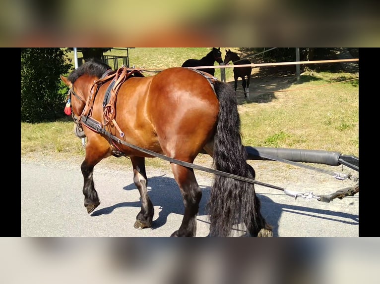 Autres chevaux de trait Hongre 4 Ans 160 cm Bai in Kamenz