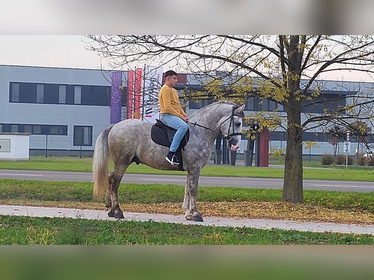 Autres chevaux de trait Croisé Hongre 4 Ans 160 cm Gris pommelé in Matzersdorf