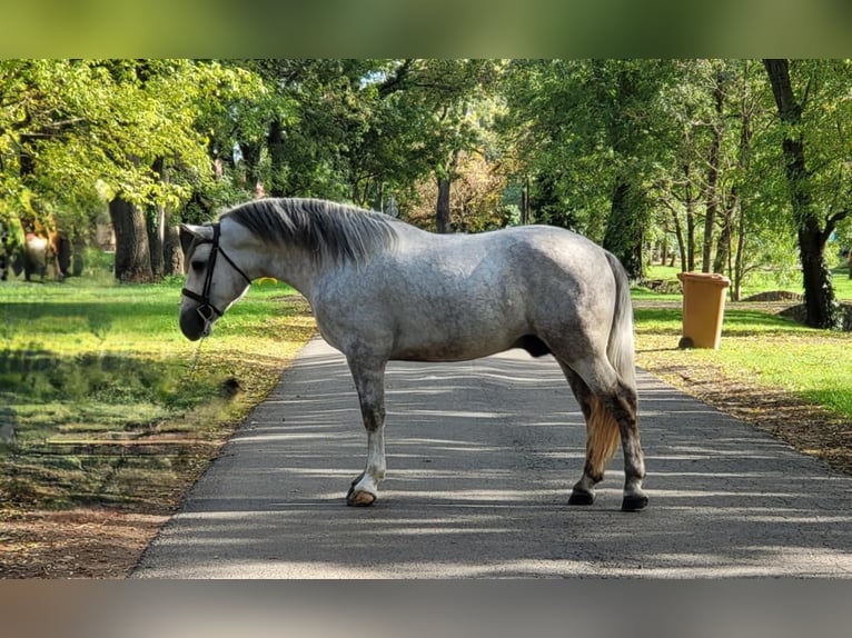 Autres chevaux de trait Croisé Hongre 4 Ans 160 cm Gris pommelé in Matzersdorf