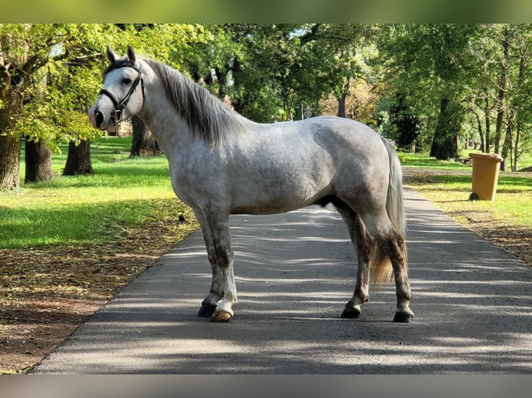 Autres chevaux de trait Croisé Hongre 4 Ans 160 cm Gris pommelé in Matzersdorf