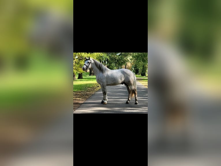 Autres chevaux de trait Croisé Hongre 4 Ans 160 cm Gris pommelé in Matzersdorf