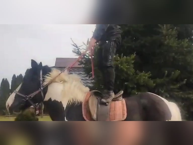 Autres chevaux de trait Hongre 4 Ans 162 cm Pinto in Kamenz