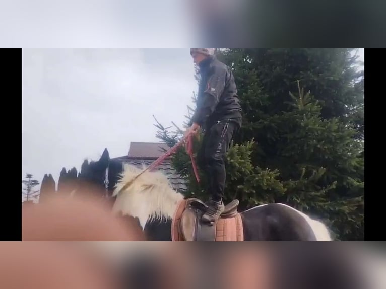Autres chevaux de trait Hongre 4 Ans 162 cm Pinto in Kamenz
