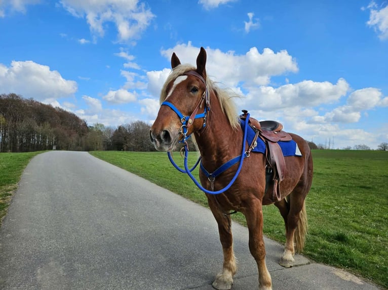 Autres chevaux de trait Hongre 4 Ans 167 cm Alezan brûlé in Linkenbach