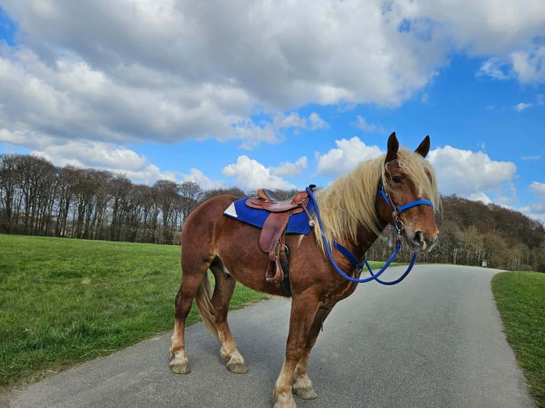 Autres chevaux de trait Hongre 4 Ans 167 cm Alezan brûlé in Linkenbach