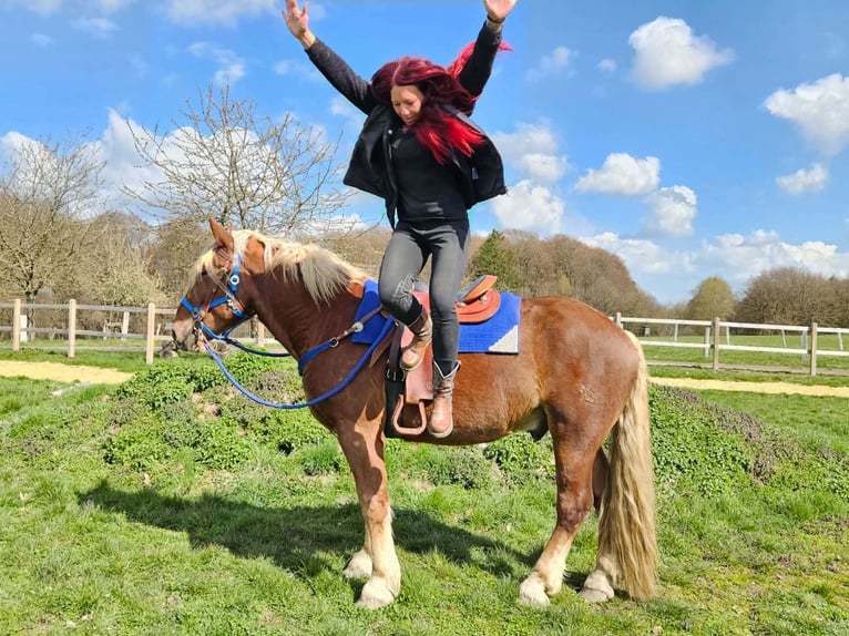 Autres chevaux de trait Hongre 4 Ans 167 cm Alezan brûlé in Linkenbach