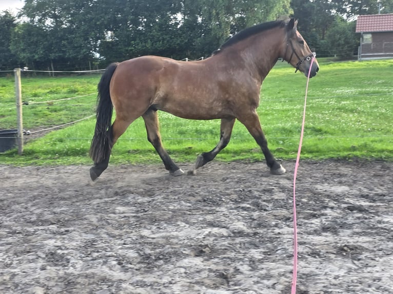 Autres chevaux de trait Croisé Hongre 4 Ans 170 cm Bai in Bockhorn
