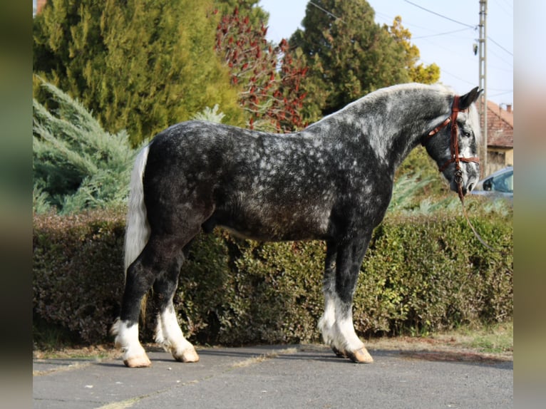 Autres chevaux de trait Hongre 4 Ans 170 cm Gris pommelé in B&#xE9;k&#xE9;s