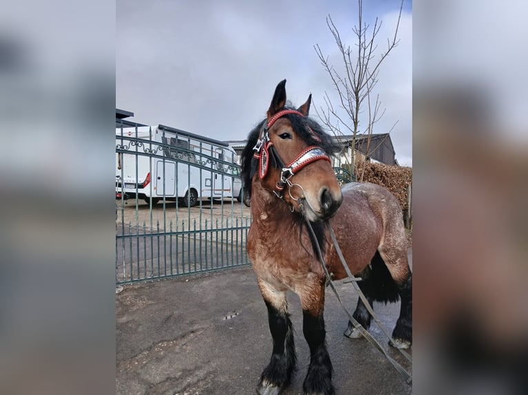 Autres chevaux de trait Hongre 4 Ans 173 cm Bai in Nettersheim