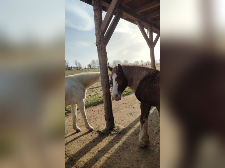 Autres chevaux de trait Croisé Hongre 5 Ans 150 cm Alezan in Innermanzing