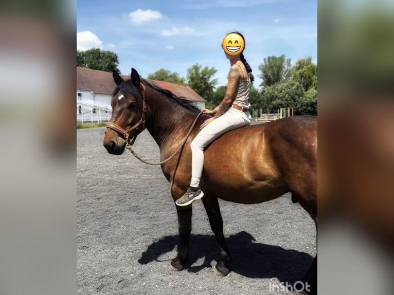 Autres chevaux de trait Hongre 5 Ans 152 cm Bai in Pelmberg