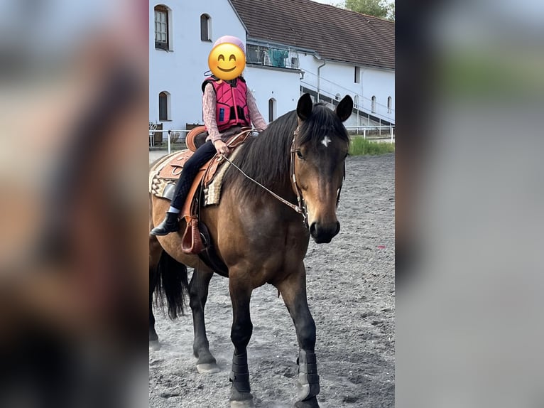 Autres chevaux de trait Hongre 5 Ans 152 cm Bai in Pelmberg