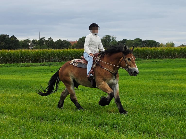 Autres chevaux de trait Hongre 5 Ans 153 cm Bai in Linkenbach