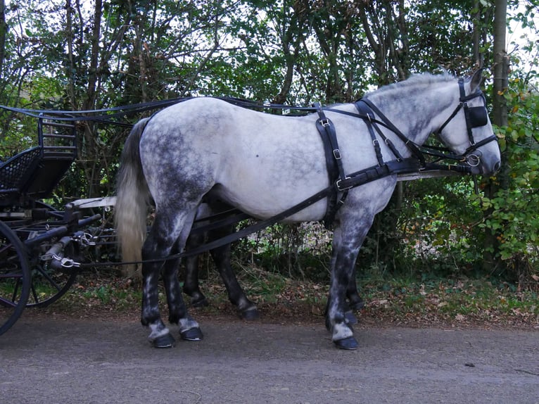 Autres chevaux de trait Hongre 5 Ans 155 cm in Dorsten