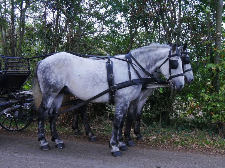 Autres chevaux de trait Hongre 5 Ans 155 cm in Dorsten