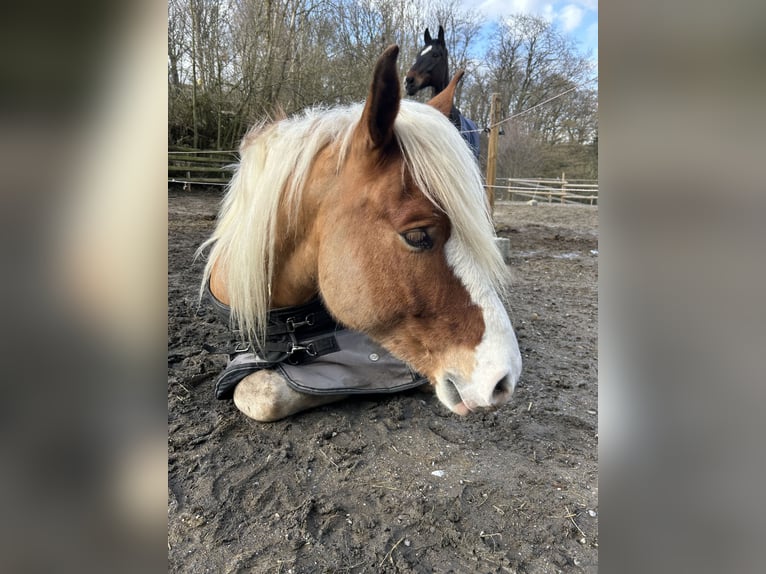 Autres chevaux de trait Croisé Hongre 5 Ans 155 cm Isabelle in Balve