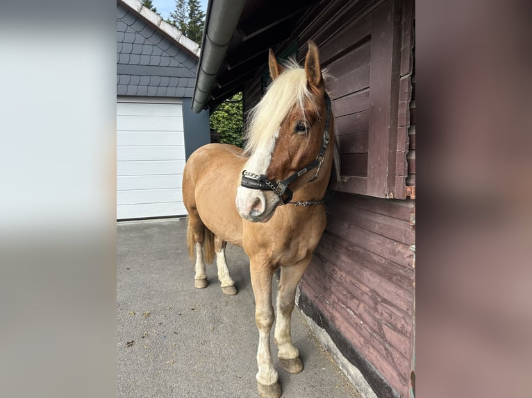 Autres chevaux de trait Croisé Hongre 5 Ans 155 cm Isabelle in Balve