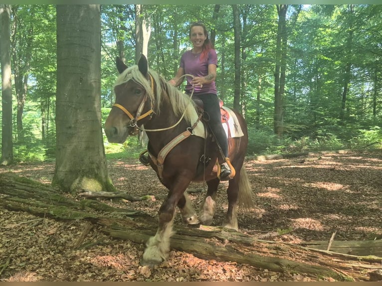 Autres chevaux de trait Hongre 5 Ans 158 cm Alezan brûlé in Linkenbach
