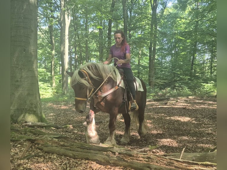 Autres chevaux de trait Hongre 5 Ans 158 cm Alezan brûlé in Linkenbach