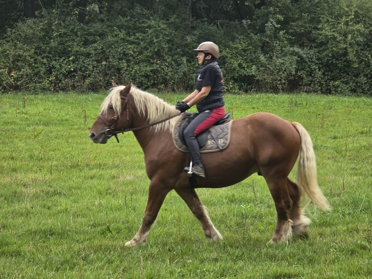 Autres chevaux de trait Hongre 5 Ans 158 cm Alezan in Soultzmatt