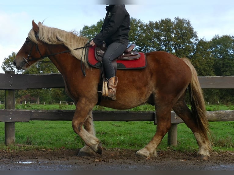Autres chevaux de trait Hongre 5 Ans 158 cm Alezan in Lathen