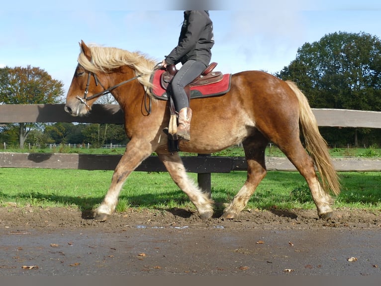 Autres chevaux de trait Hongre 5 Ans 158 cm Alezan in Lathen