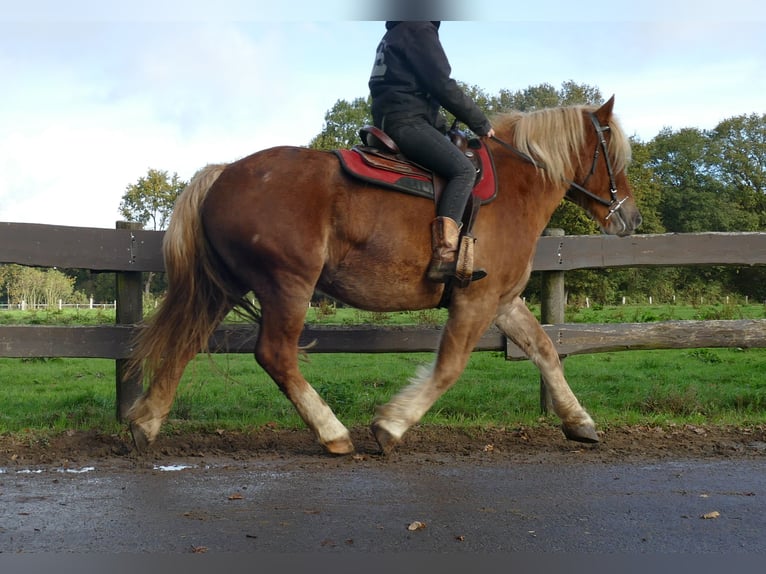 Autres chevaux de trait Hongre 5 Ans 158 cm Alezan in Lathen