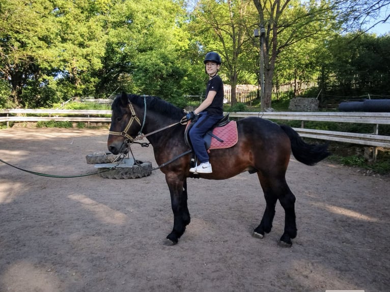 Autres chevaux de trait Hongre 5 Ans 160 cm Bai in WertheimWertheim