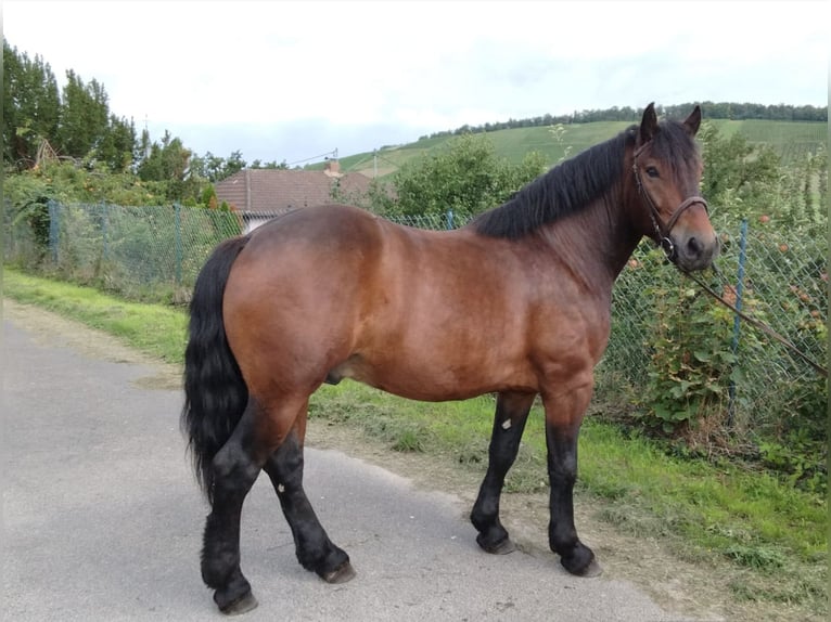 Autres chevaux de trait Hongre 5 Ans 160 cm Bai in WertheimWertheim