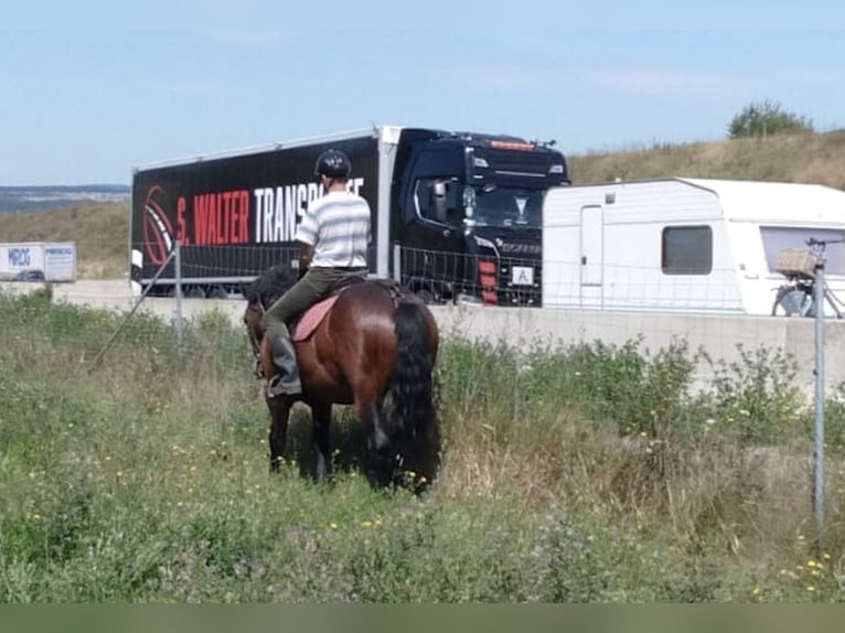 Autres chevaux de trait Hongre 5 Ans 160 cm Bai in WertheimWertheim