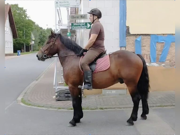 Autres chevaux de trait Hongre 5 Ans 160 cm Bai in WertheimWertheim