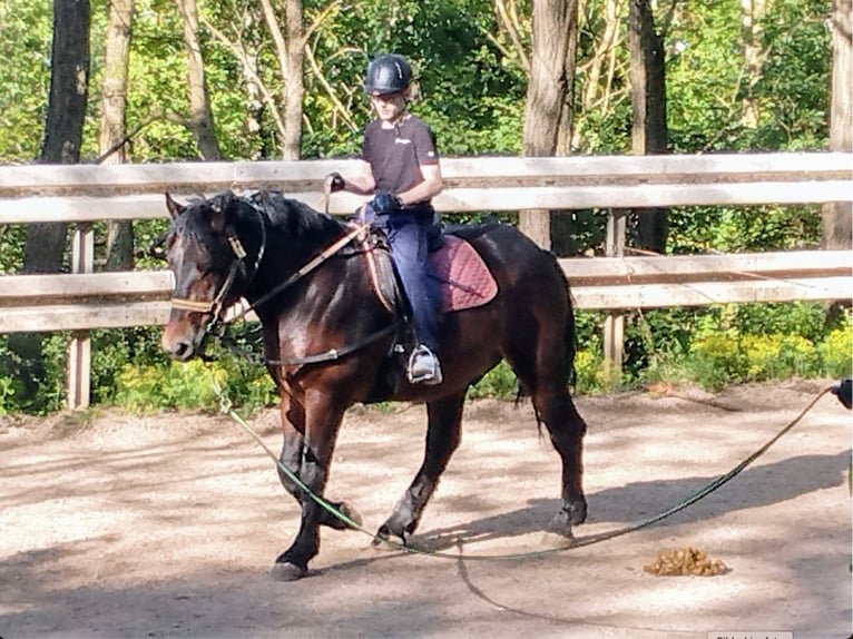 Autres chevaux de trait Hongre 5 Ans 160 cm Bai in WertheimWertheim