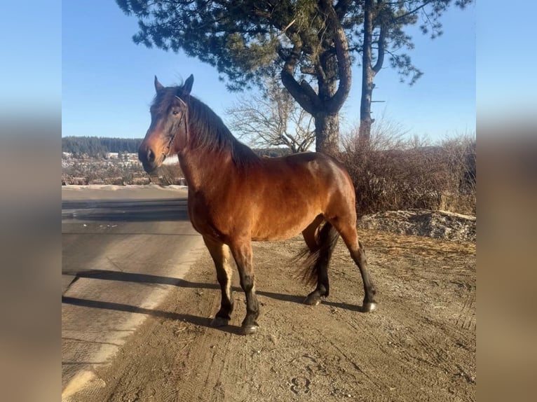 Autres chevaux de trait Hongre 5 Ans 160 cm Noir in Pelmberg