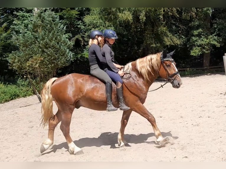 Autres chevaux de trait Hongre 5 Ans 161 cm Alezan brûlé in Braunschweig