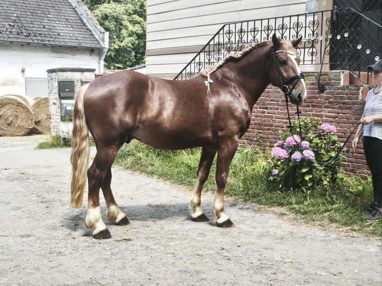 Autres chevaux de trait Hongre 5 Ans 161 cm Alezan brûlé in Braunschweig