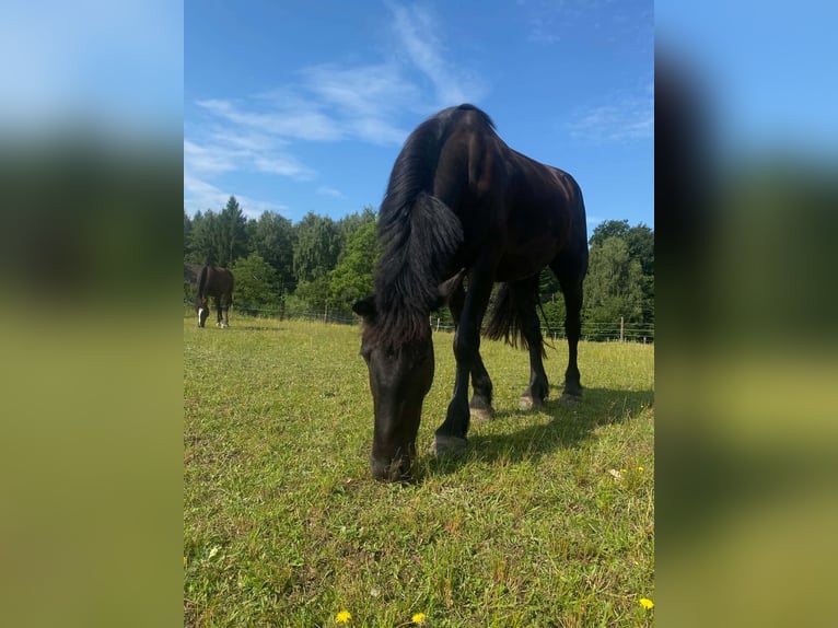 Autres chevaux de trait Hongre 5 Ans 162 cm Noir in Kęty