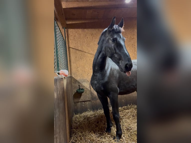 Autres chevaux de trait Hongre 5 Ans 162 cm Noir in Kęty