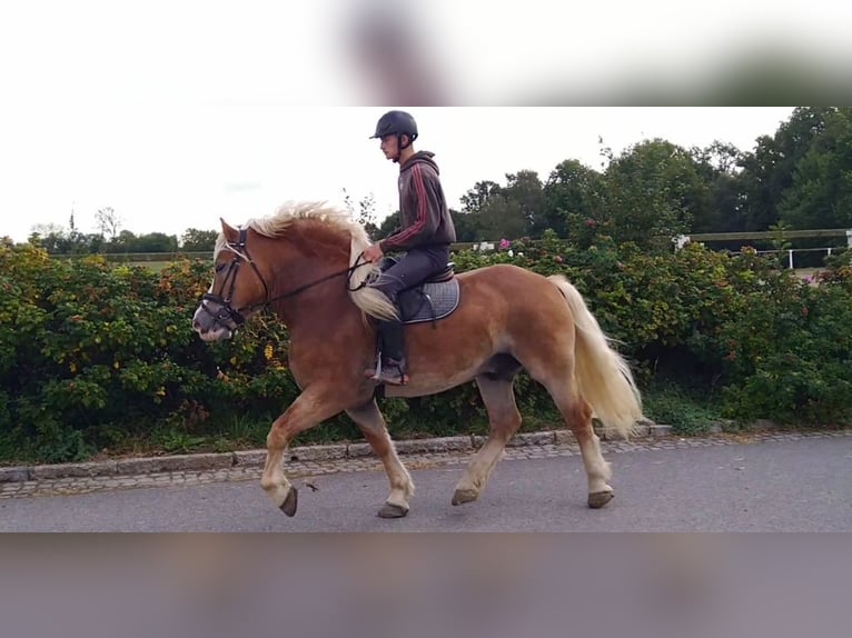 Autres chevaux de trait Hongre 5 Ans 164 cm Alezan in Kamenz
