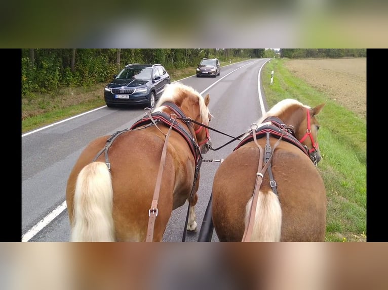 Autres chevaux de trait Hongre 5 Ans 164 cm Alezan in Kamenz