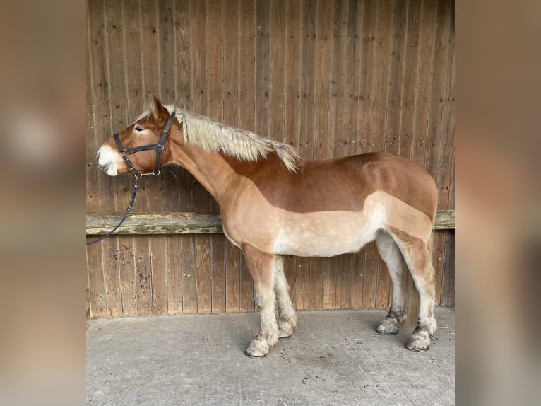 Autres chevaux de trait Hongre 5 Ans 167 cm Alezan in Steinsoultz