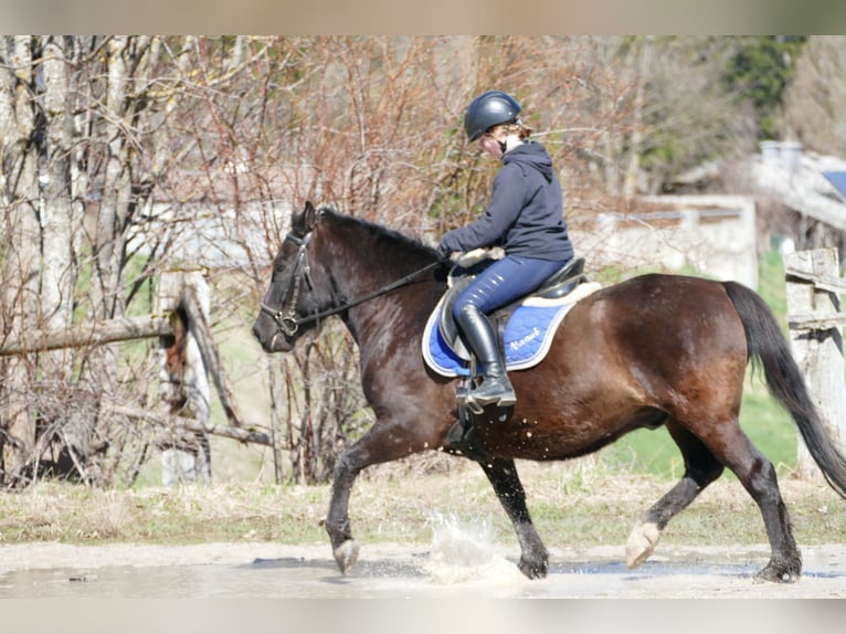 Autres chevaux de trait Hongre 6 Ans 149 cm Bai brun in Ramsau