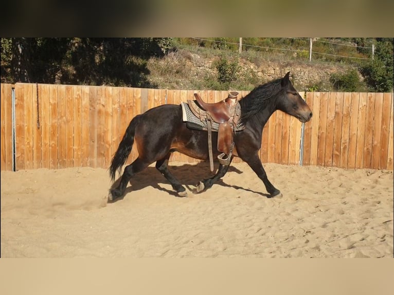 Autres chevaux de trait Hongre 6 Ans 155 cm in Montgaillard