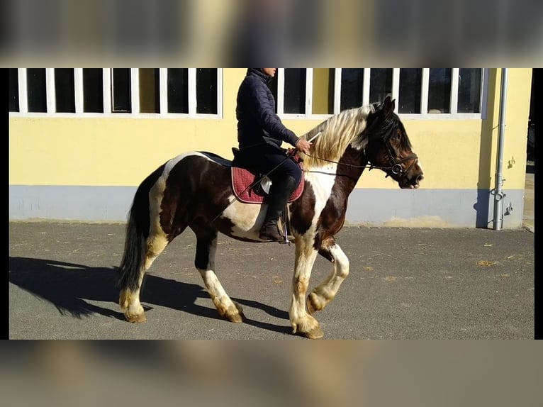 Autres chevaux de trait Hongre 6 Ans 157 cm Pinto in Kamenz